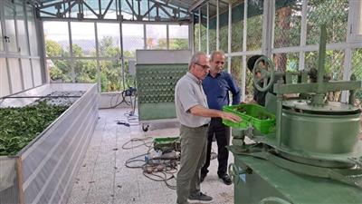 بازگشت طلای سیاه به لاهیجان